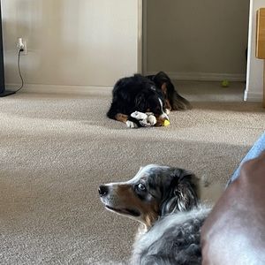 Meet your Posher, Brittni